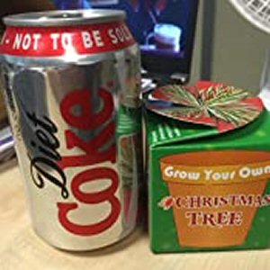 Grow Your Own Christmas Tree Kit Grow Your Own Christmas Tree Kit