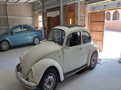 Mexican beetle